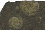 Dactylioceras Ammonite Cluster - Posidonia Shale, Germany #100280-2